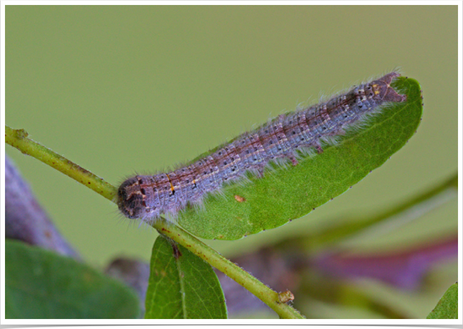 Heteropacha rileyana
Riley's Lappet Moth
Pickens County, Alabama
